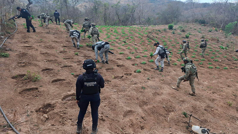 Localizan, aseguran y destruyen Fuerzas estatales y federales un sembradío de hierba verde en Arteaga, Michoacán 