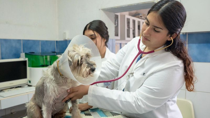 Licenciatura en medicina veterinaria y zootecnia busca refrendar su calidad; está en proceso de reacreditación
