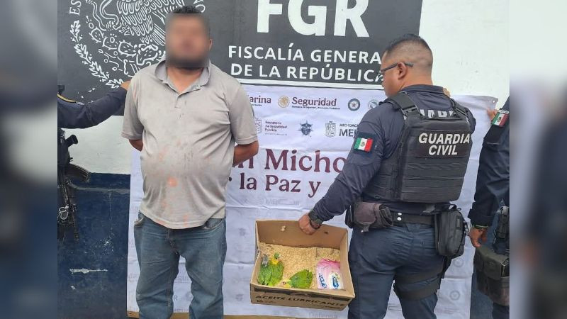 Rescatan loros en peligro de extinción y detienen a presunto vendedor ilegal en Los Reyes